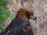 Golden Eagle