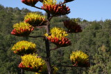 Agave parryi