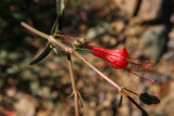 Scarlet Four  Oclock   (Oxybaphus coccineus)