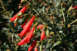 Scarlet Penstemon    (Penstemon barbatus)