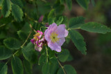 Wild Rose