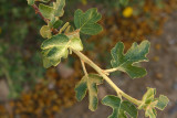 Flannelbush   (Fremontodendron californicum)