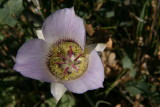 Doubting Mariposa Lily  (Calochortus ambiguus)