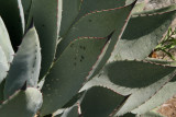 Plant bugs on Agave parryi