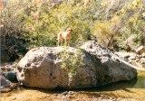 Mikki on big boulder in Fish Creek 11-86