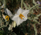  Horsenettle - Solanum elaeagnifolium