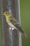 AMERICAN GOLDFINCH - FEMALE