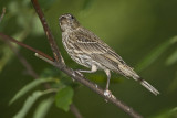 HOUSE FINCH