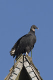 BLACK VULTURE