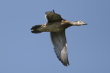 WOOD DUCK - FEMALE