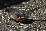 EASTERN TOWHEE