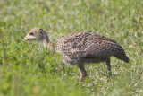 WILD TURKEY POULT