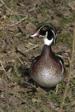 WOOD DUCK