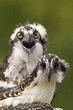 IMMATURE & ADULT OSPREY