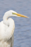 GREAT EGRET