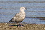 HERRING GULL - IMMATURE