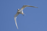 FORSTERS TERN