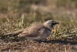 HORNED LARK