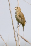 INDIGO BUNTING - FEMALE