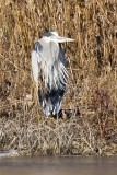 GREAT BLUE HERON