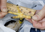 CLOSEUP  OF ANOTHER CHICK