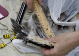 CLOSEUP OF ANOTHER CHICK