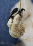 TALONS, UP CLOSE