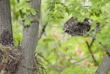 6/18  - LEAP FROM NEST