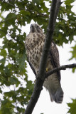 6/30 - JUVENILE RED-SHOULDERED HAWK - 7 WEEKS
