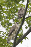 6/30 -  HAWK CHICKS AT 7 WEEKS