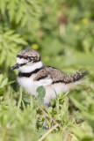 KILLDEER - JUVENILE