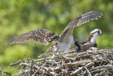 JUVIE WITH WINGS SPREAD