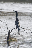 ANHINGA