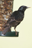 EUROPEAN STARLING