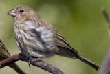 HOUSE FINCH - IMMATURE
