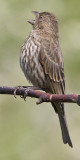 HOUSE FINCH - FEMALE