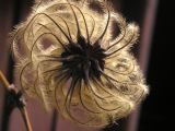 clematis seeds