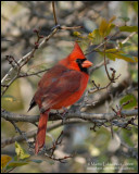 Northern Cardinal