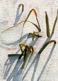Grasses in Snow 11-09