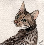 Toby cat, 4 x 4   11-09
