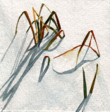 Winter Grasses, 4 x 4 11-09