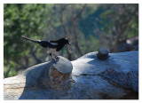 Magpie 5x7 DSC_3889.JPG