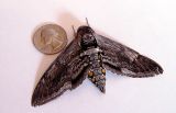 Moth quarter 1539.jpg