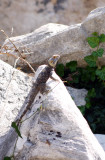Lagarto