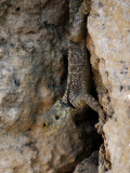 Lagarto