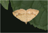 Gestreepte Goudspanner - Camptogramma bilineata