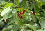 wilde Kers - Prunus avium
