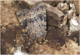 Schijn-piramidevlinder - Amphipyra berbera