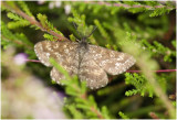Heispanner - Ematurga atomaria