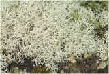 Open Rendiermos - Cladina portentosa